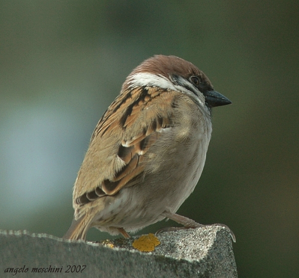 Passera mattugia Passer montanus sul camino